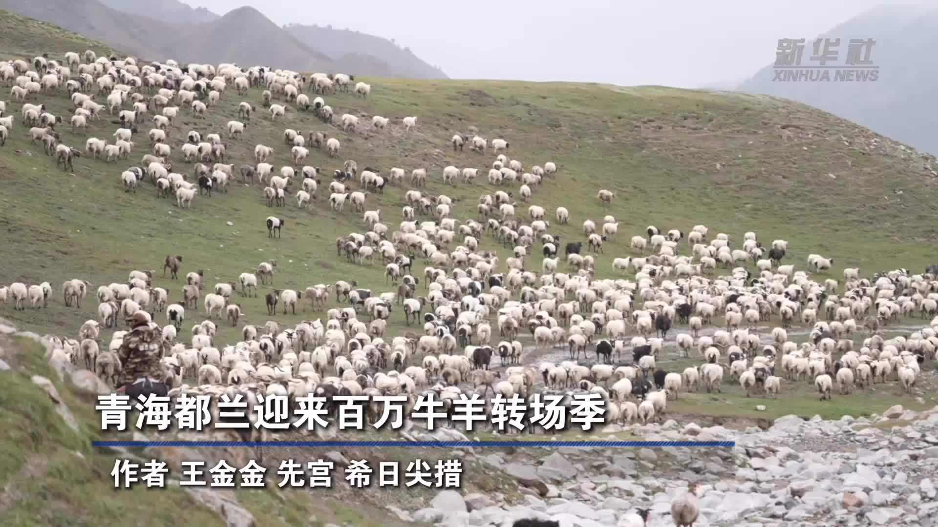 青海都兰迎来百万牛羊转场季