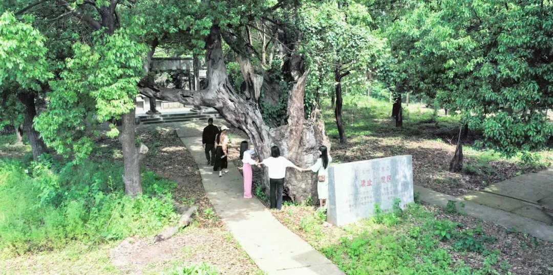 古桑洲2.png