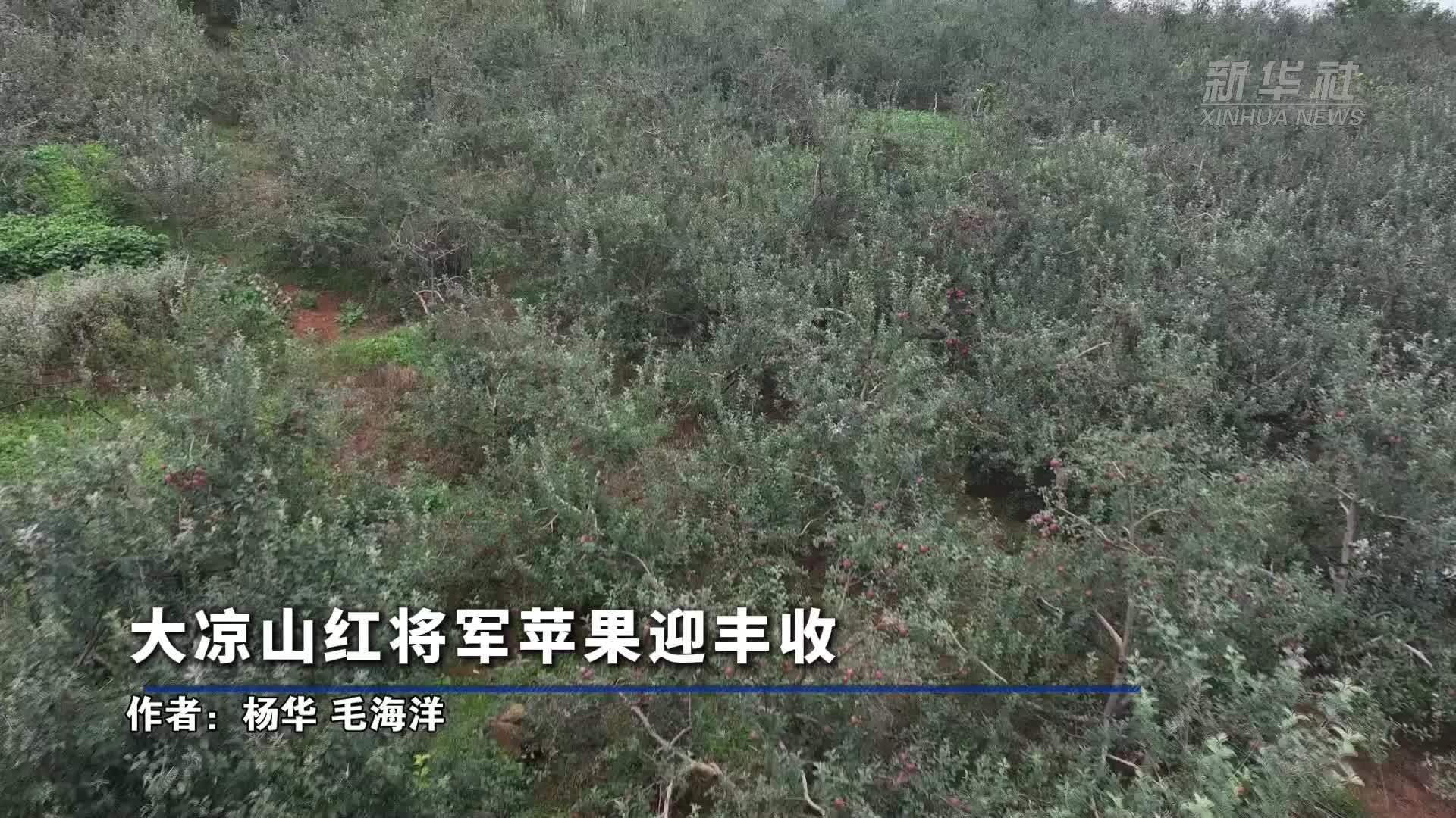 大凉山红将军苹果迎丰收