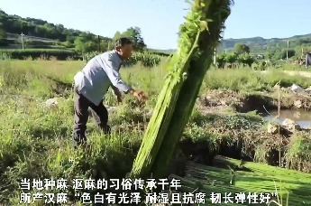 【甘快看】2026年汉麻产业高质量发展大会在甘肃清水举办