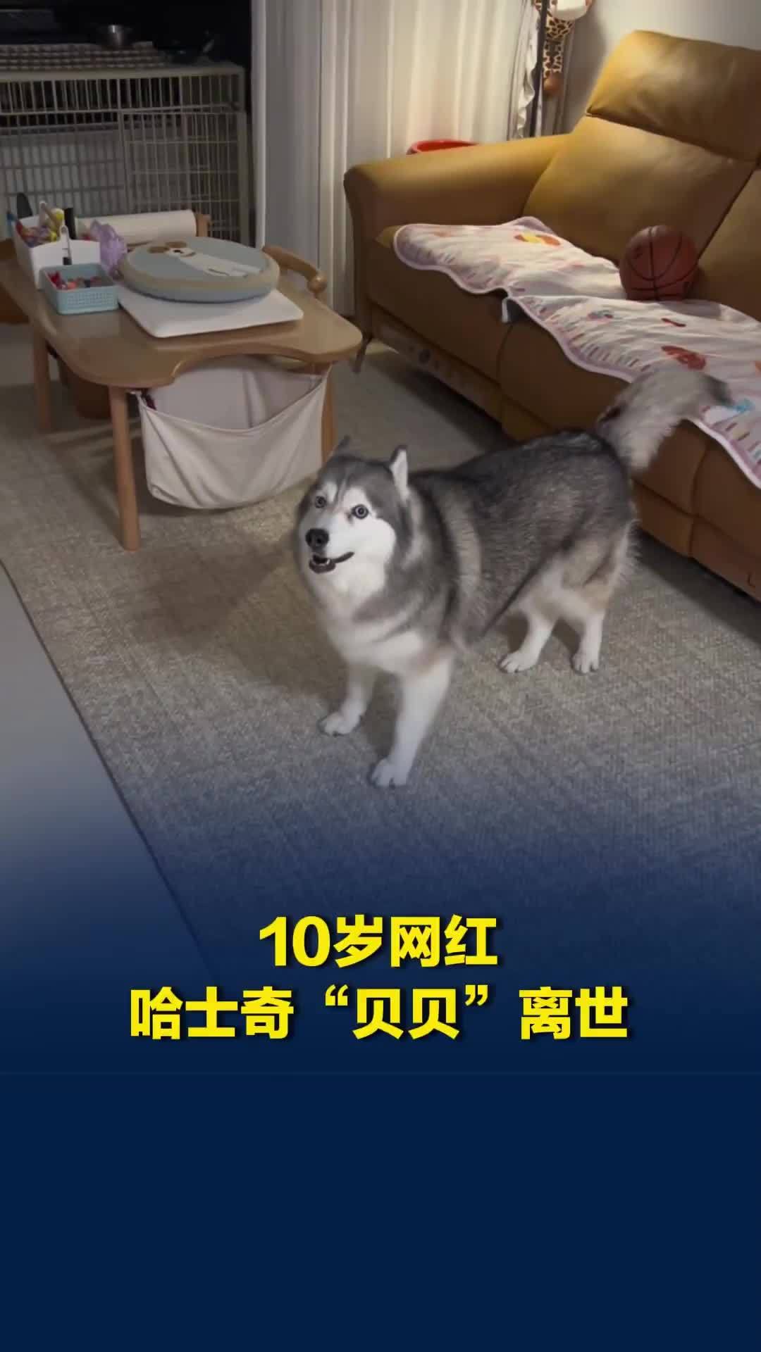10岁网红哈士奇“贝贝”离世，临终前一晚睡得很好，主人：对它来说也算是解脱