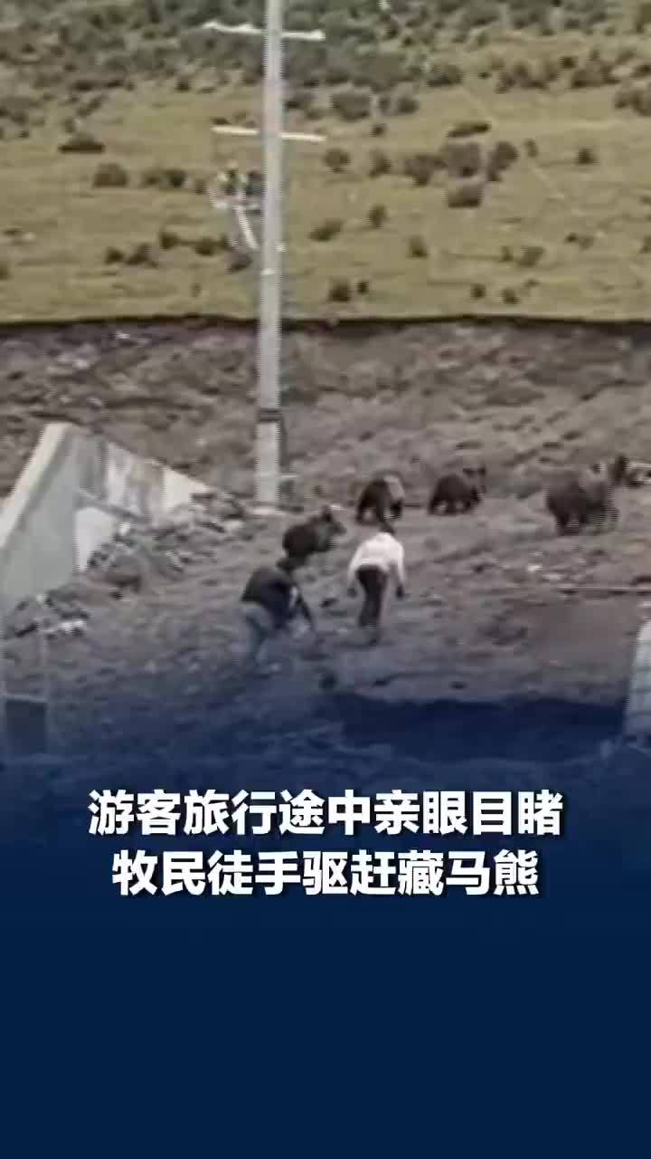 游客目睹牧民徒手驱赶藏马熊