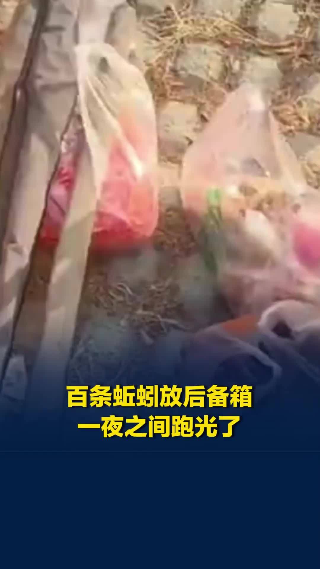 江苏徐州一男子买1斤蚯蚓放后备箱忘记取出，近百条蚯蚓一夜之间全部出逃