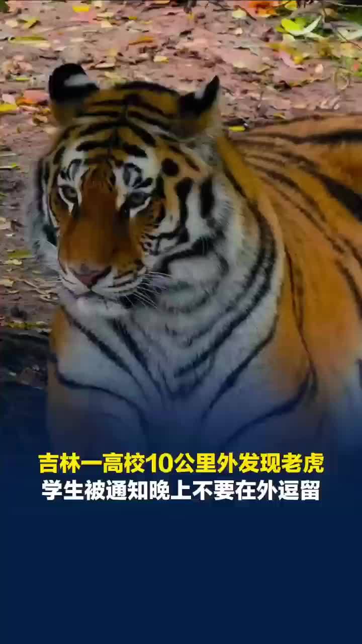 吉林一高校10公里外惊现老虎