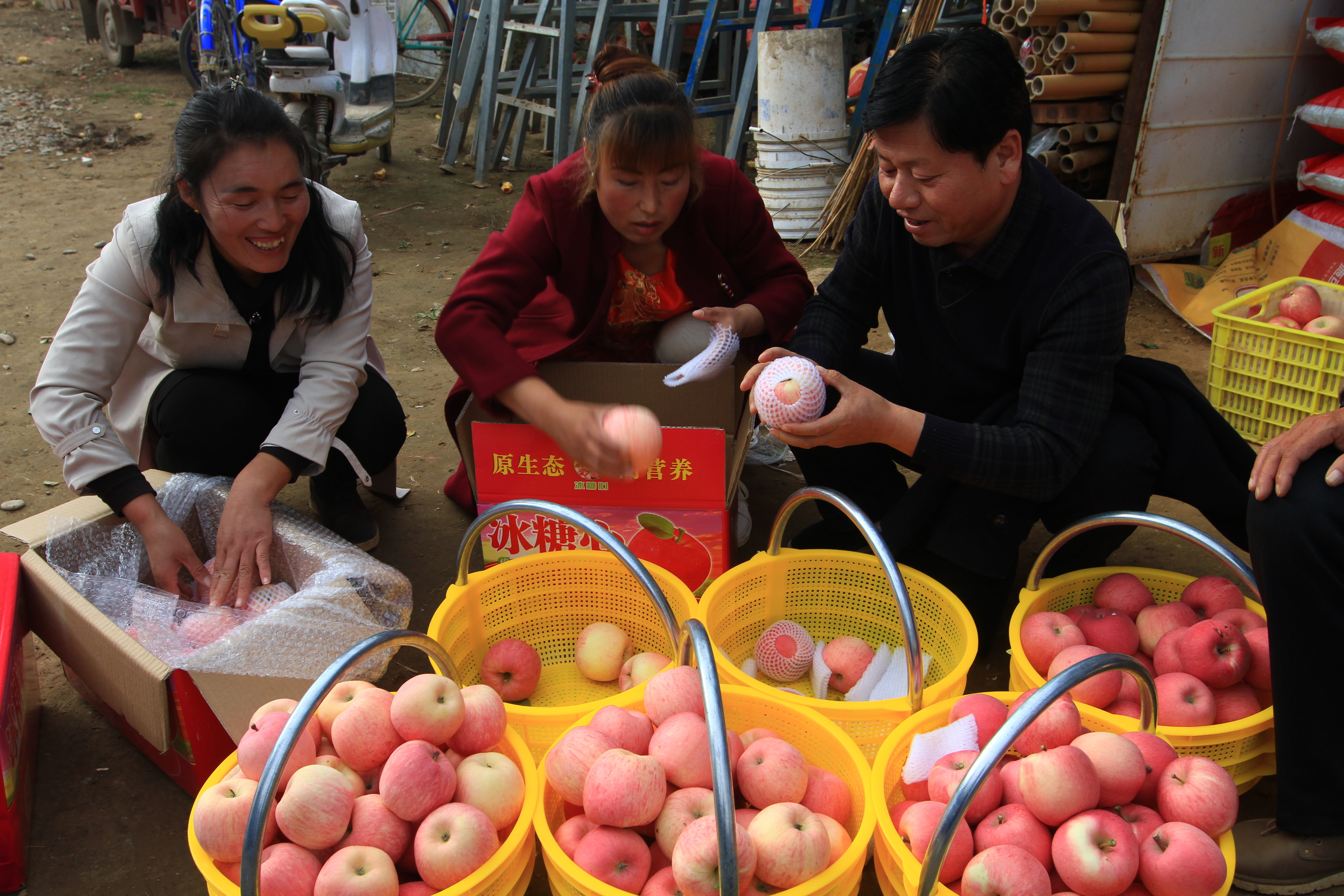 灵台苹果大面积成熟,果农忙着装箱外销。