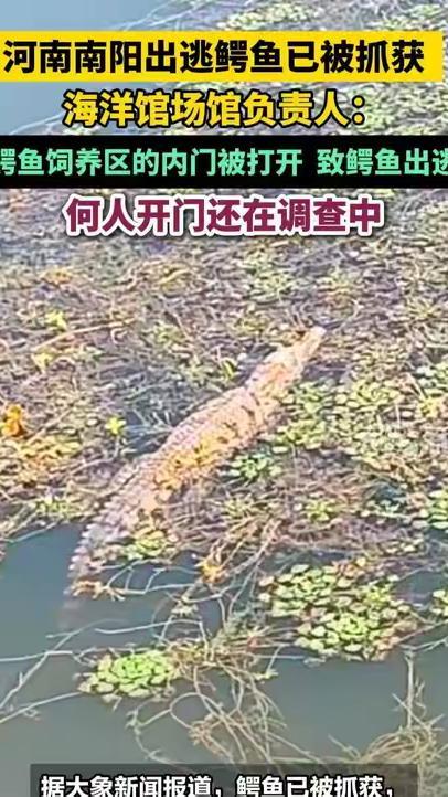 河南南阳出逃鳄鱼已被抓获，海洋馆场馆负责人：鳄鱼饲养区的内门被打开，致鳄鱼出逃，何人开门还在调查中#河南南阳出逃鳄鱼已被抓获