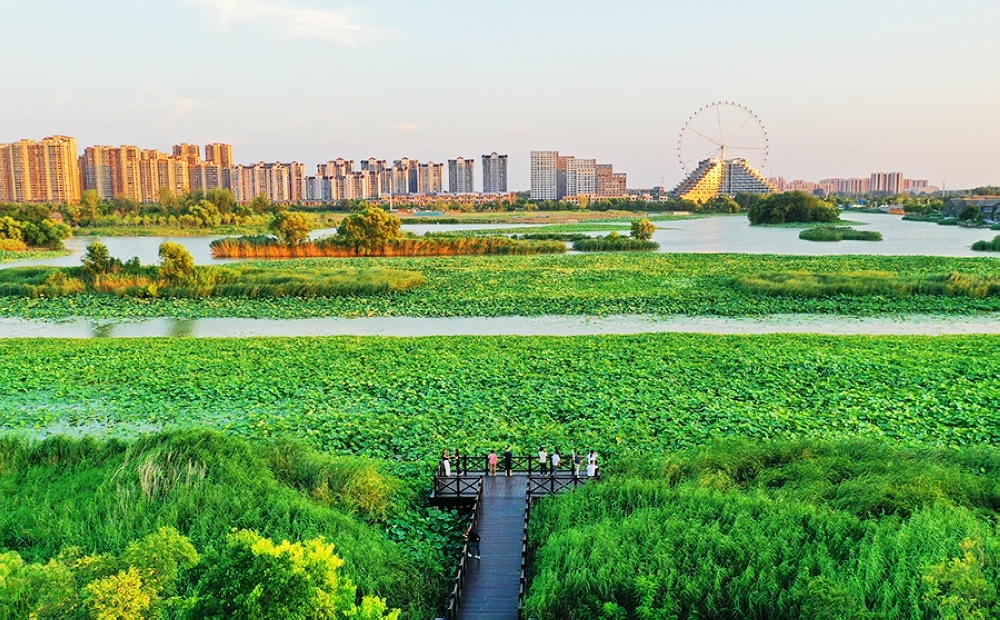 聊城东昌湖湿地：绿染湖岸，风送清凉 