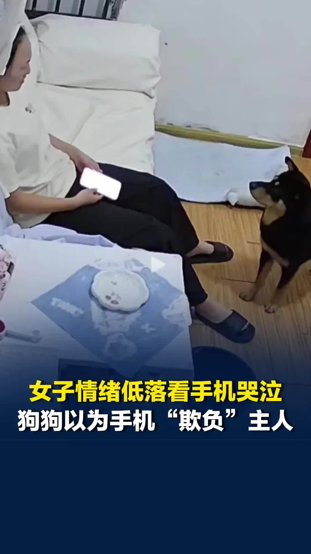女子情绪低落看手机哭泣，狗狗误以为手机“欺负”主人，急得不停拍打屏幕，送上安慰