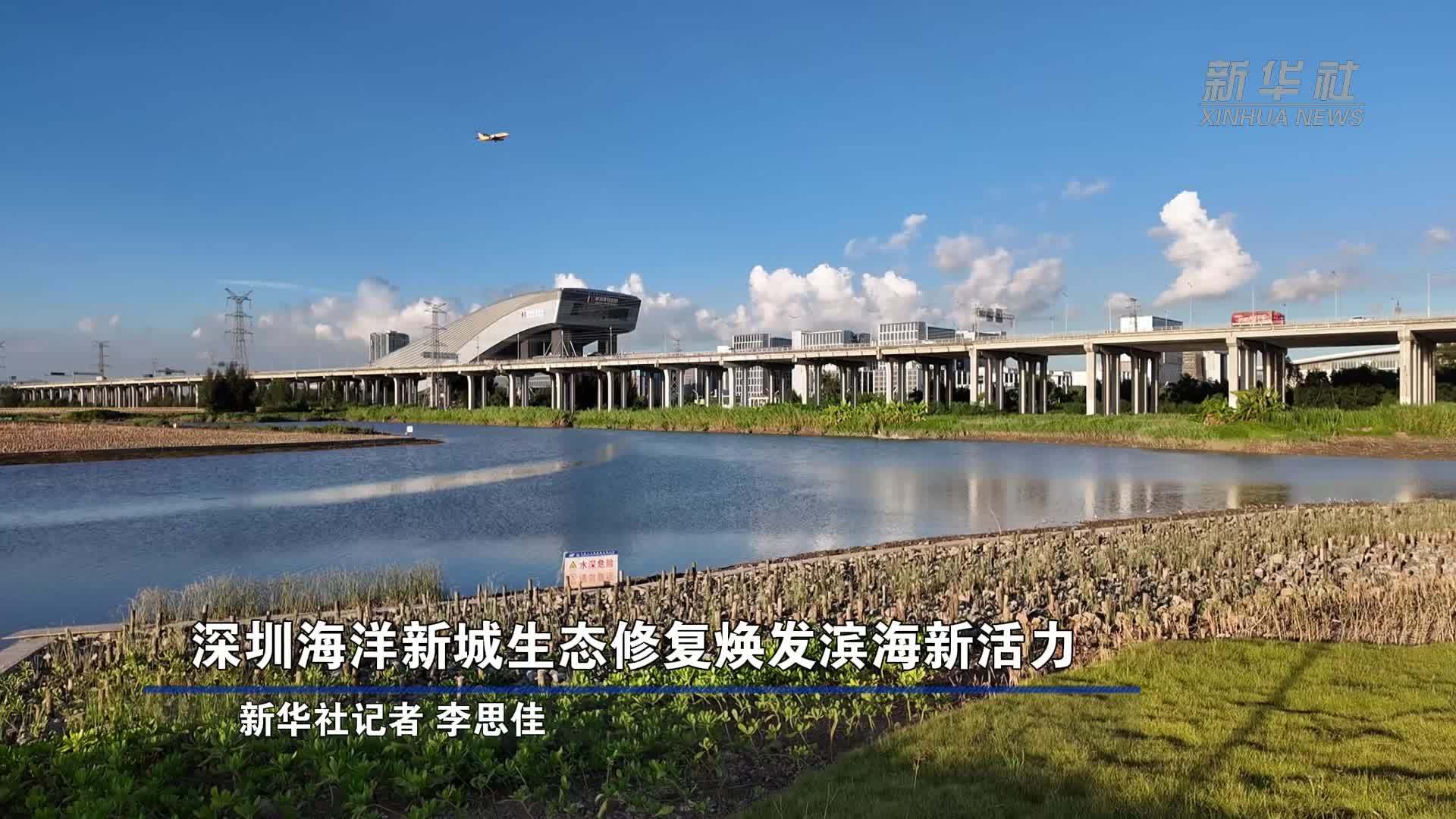 深圳海洋新城生态修复焕发滨海新活力