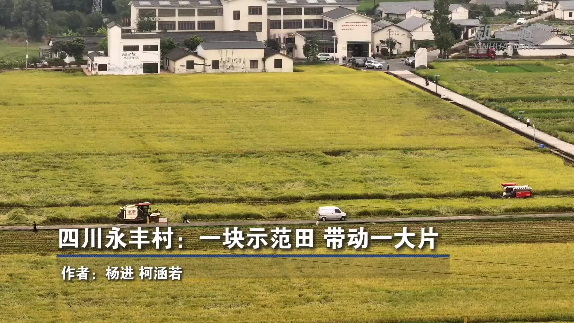 四川永丰村：一块示范田 带动一大片