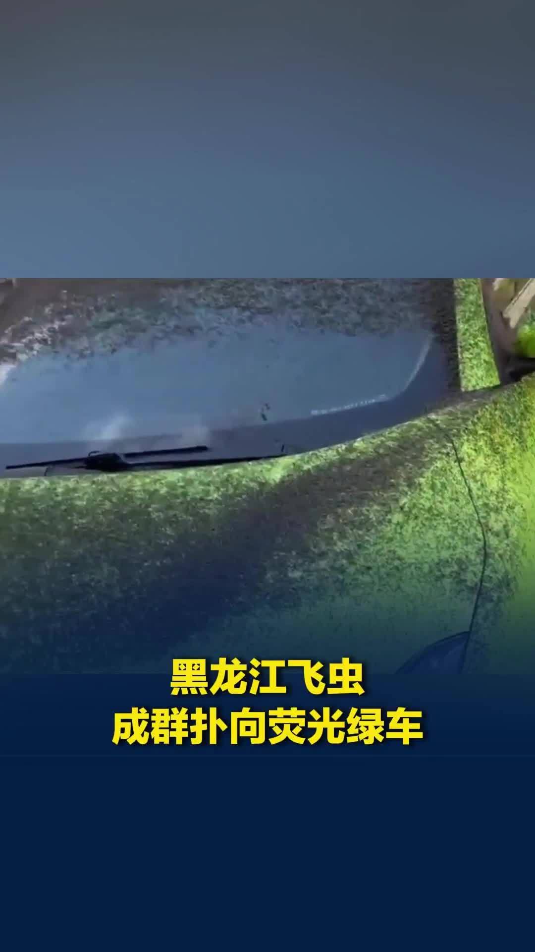 密密麻麻！黑龙江飞虫成群扑向荧光绿车，拍摄者：每年此时蚜虫泛滥，它就喜欢这色