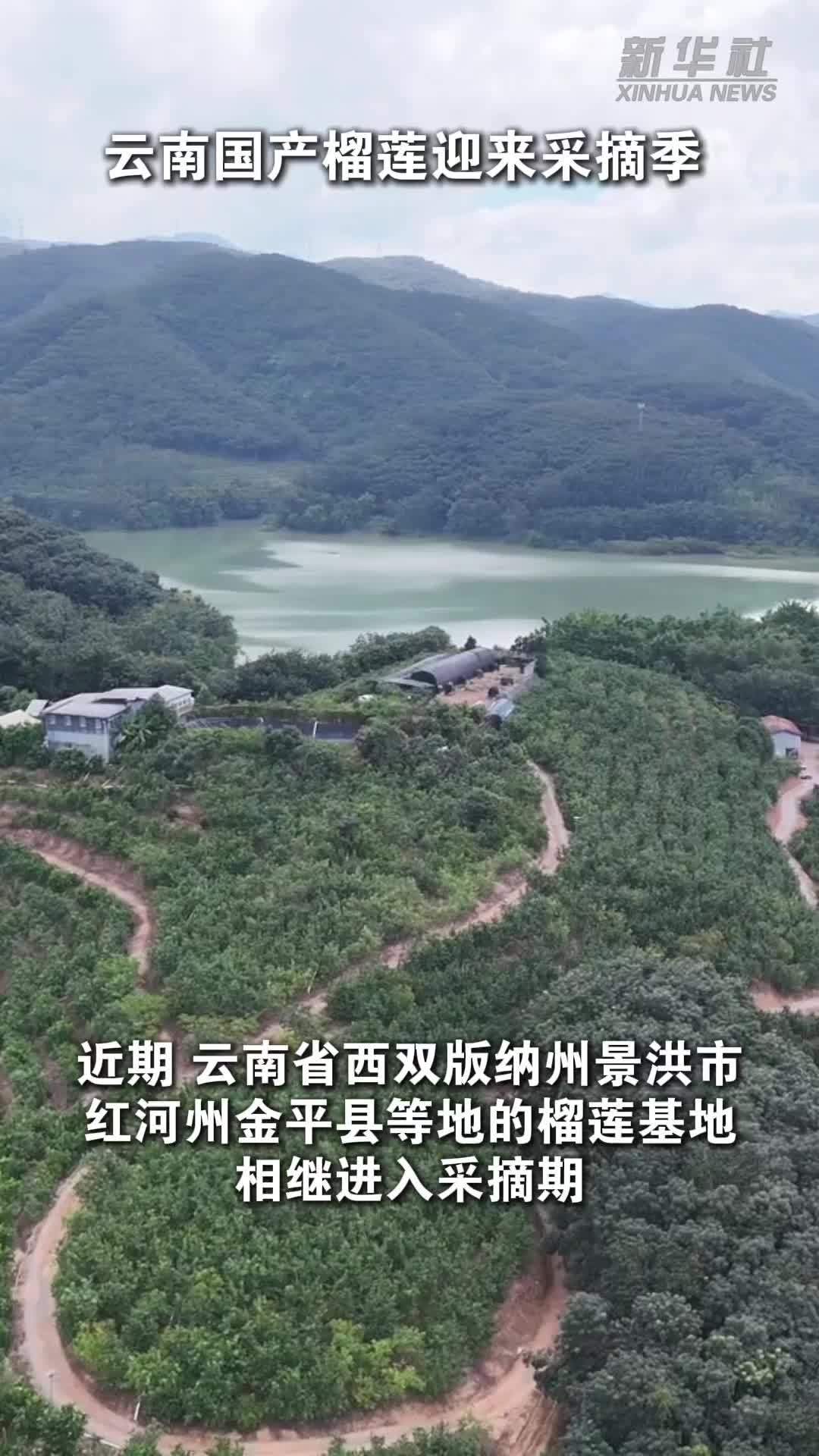 云南国产榴莲迎来采摘季