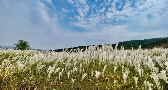 芦荻如雪落山脊，济南丁子寨秋日打卡正当时