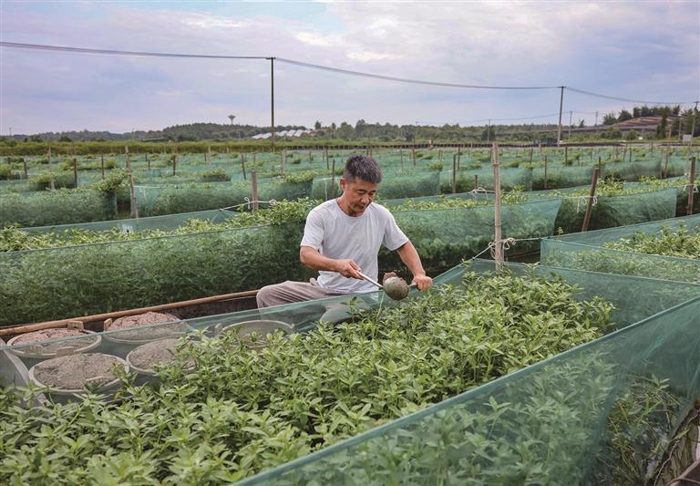 万年县：网箱养鳝获丰产（图）