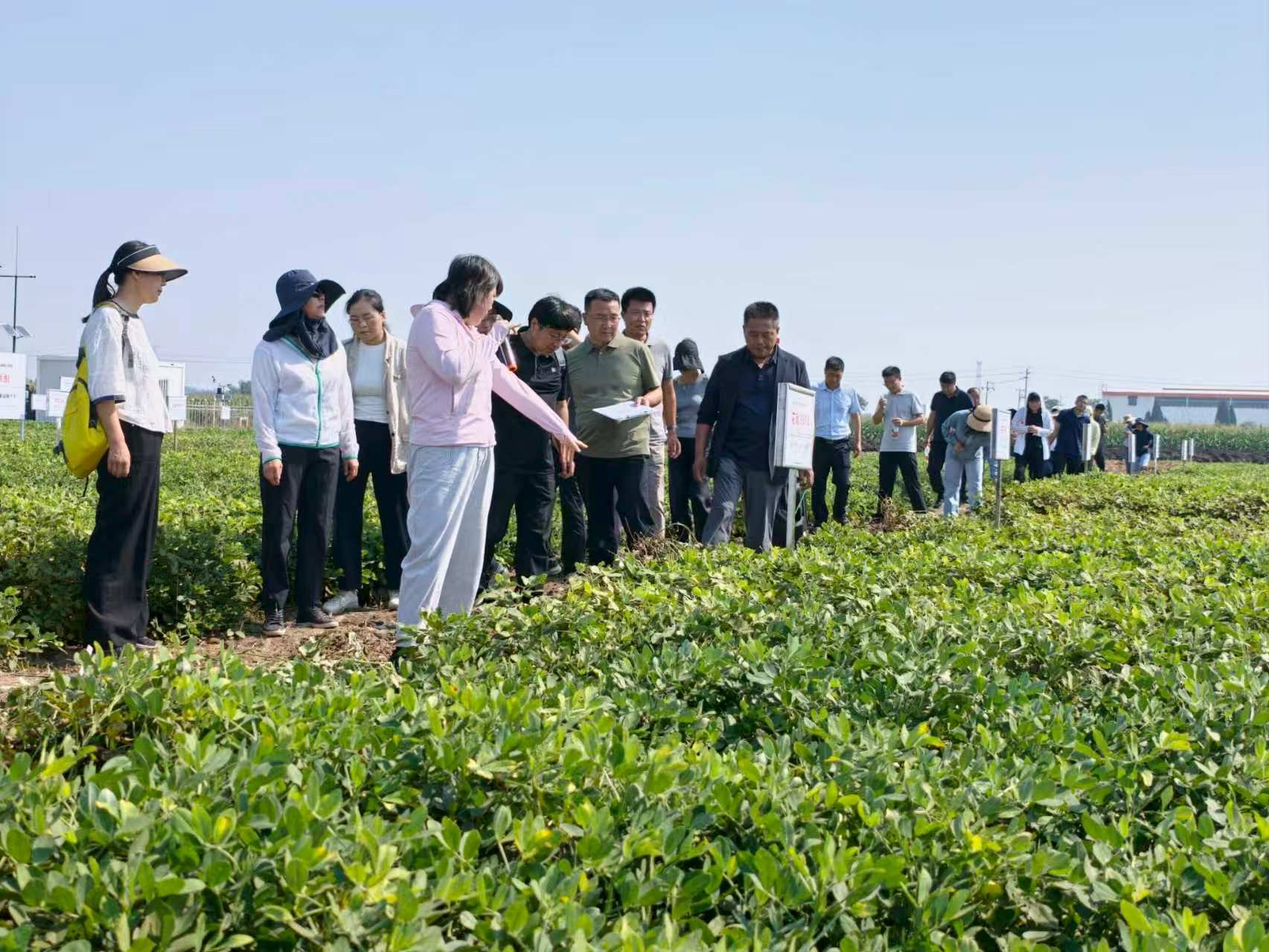 良种配良法 土里种出“金豆豆”——全市花生新品种新技术现场观摩活动在平度蓼兰举行