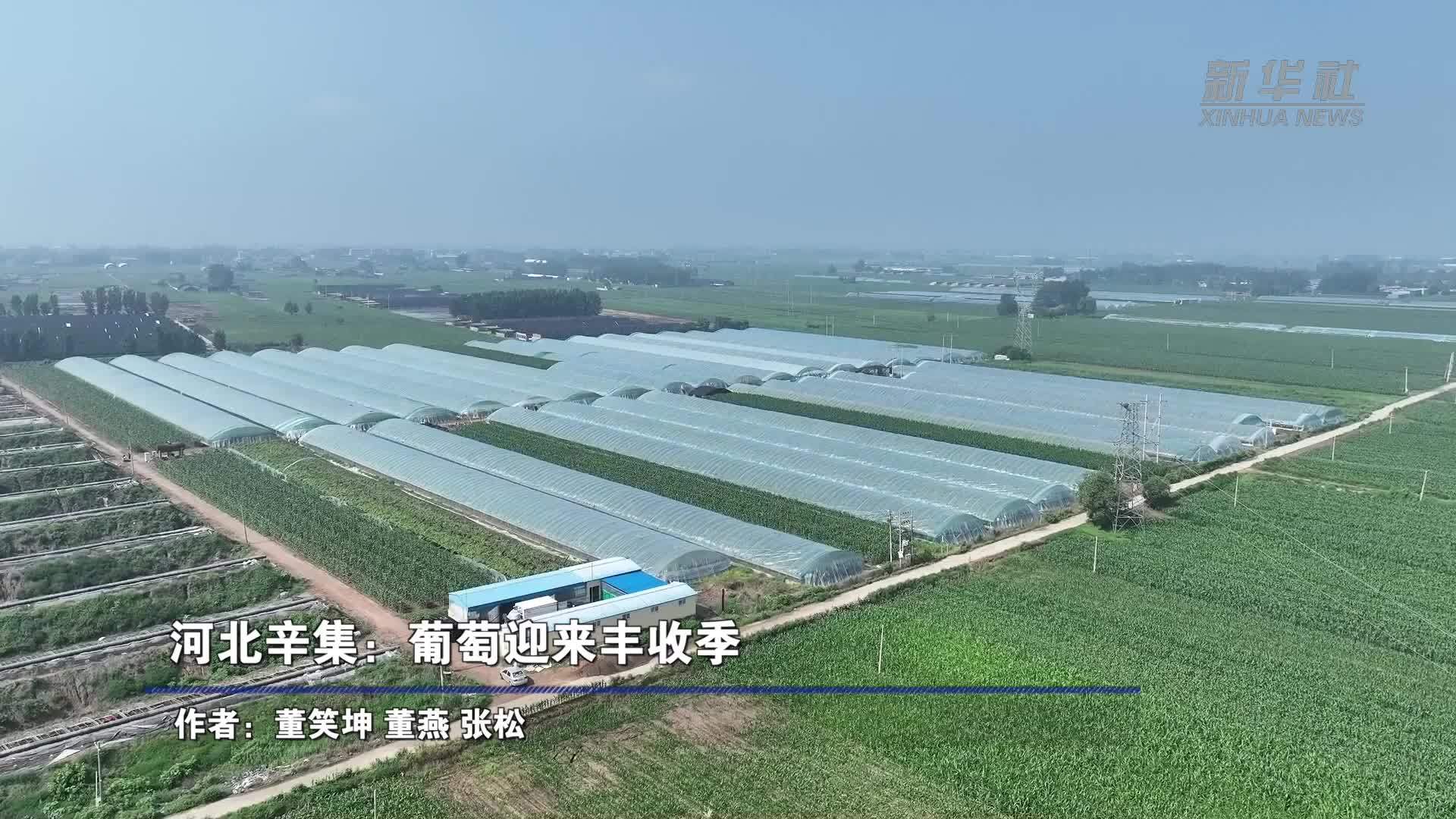 河北辛集：葡萄迎来丰收季