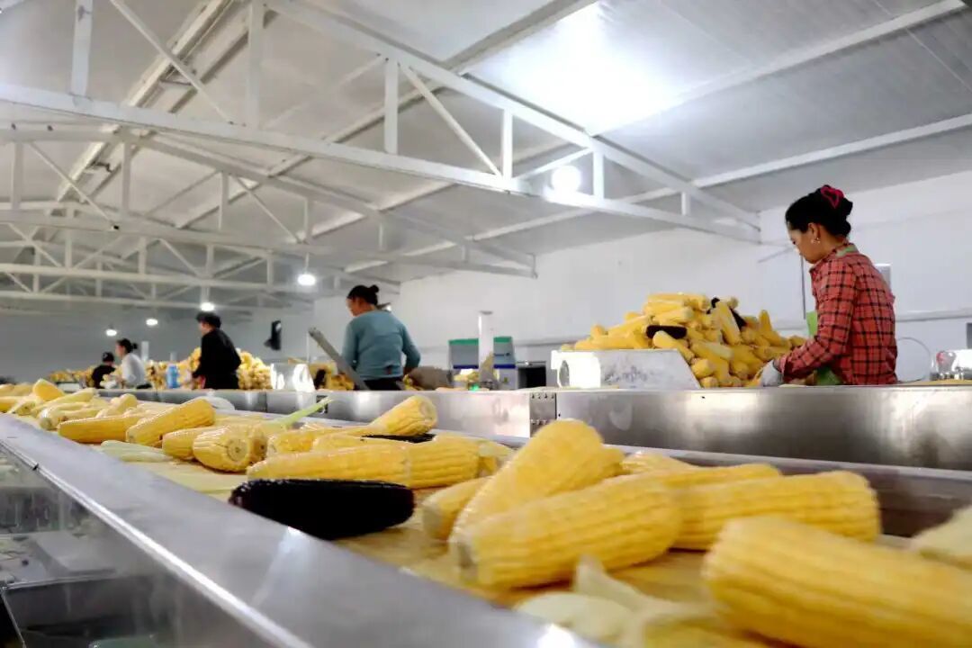 五寨糯玉米加工车间 刘笃效摄