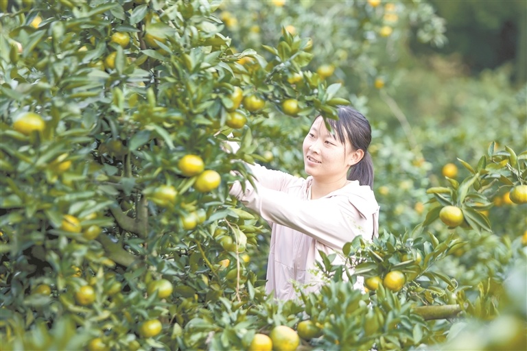 峡江县：体验采摘乐趣（图）