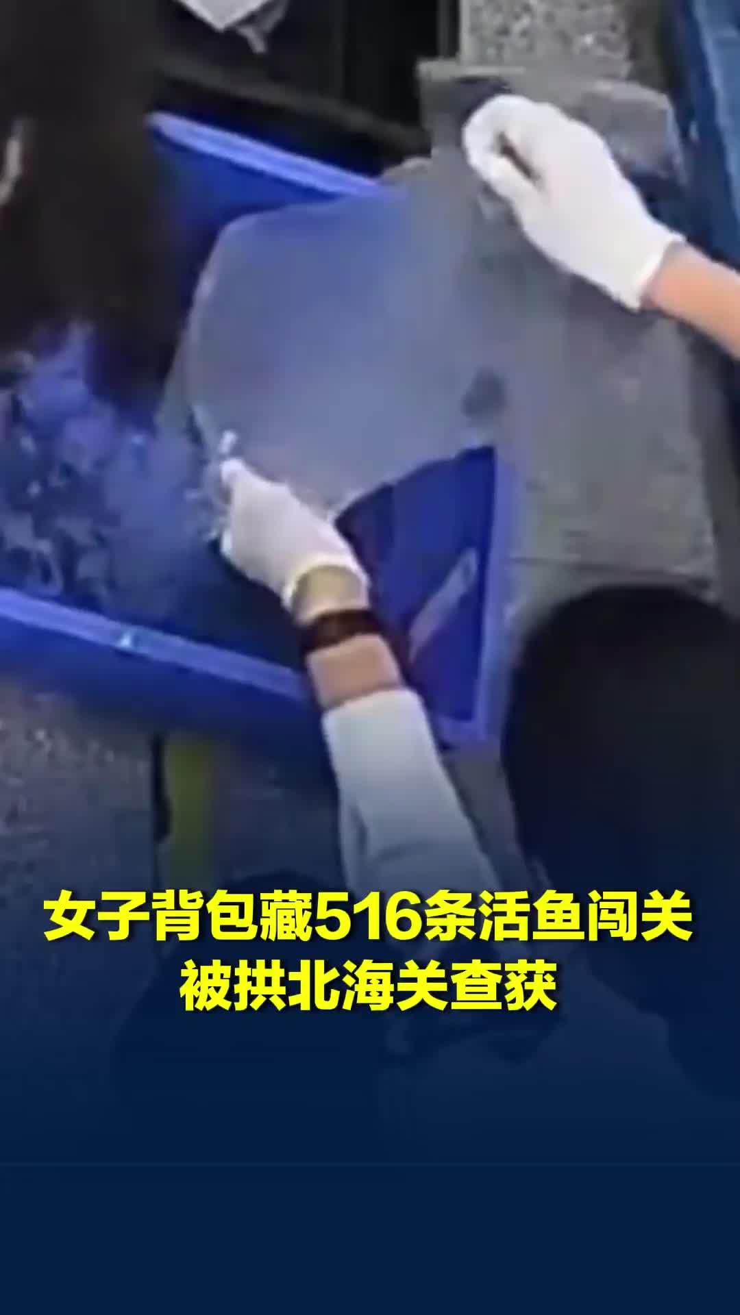 罚款10万元！女子背包藏516条活鱼闯关被拱北海关查获