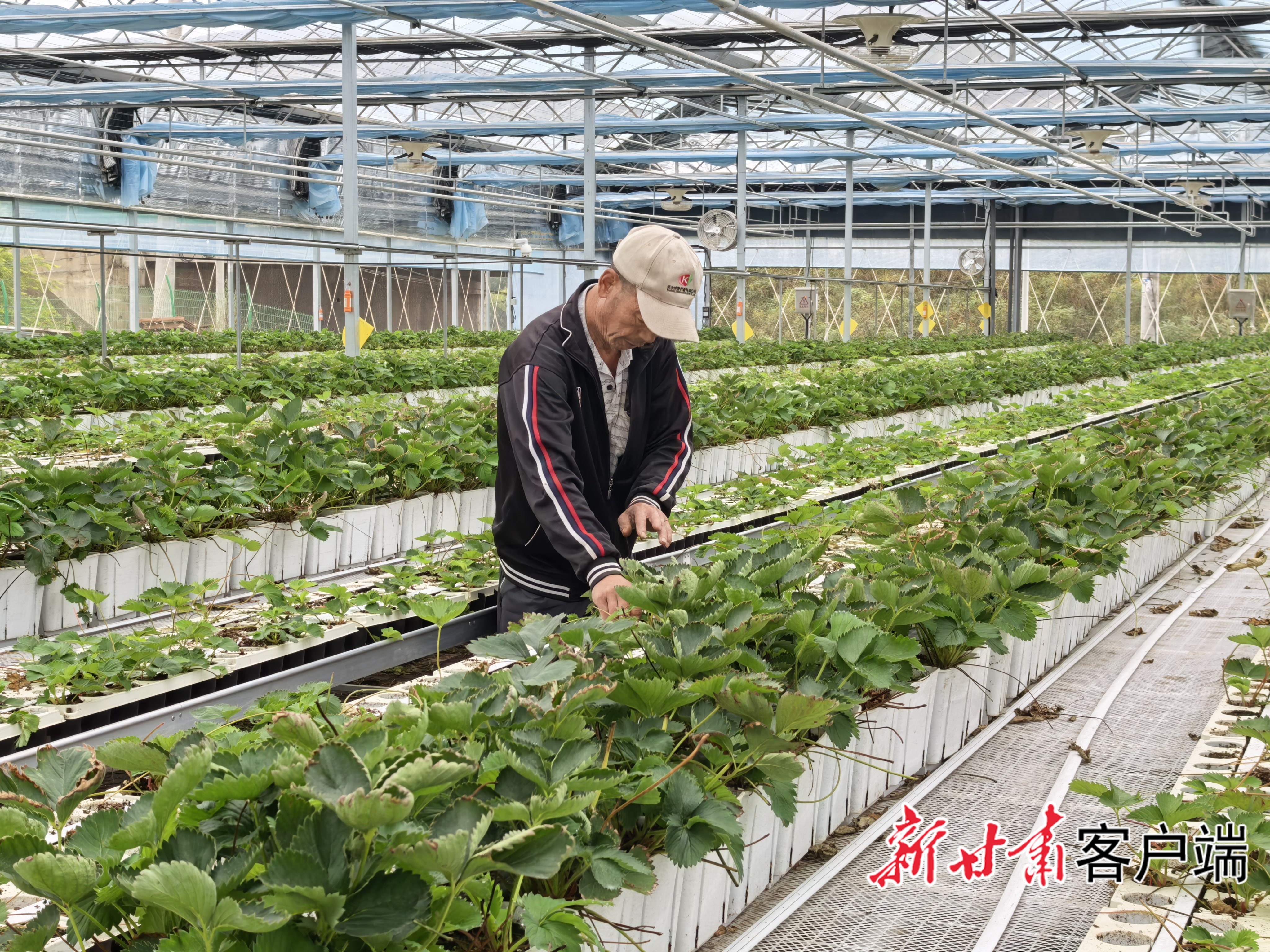 草莓小镇