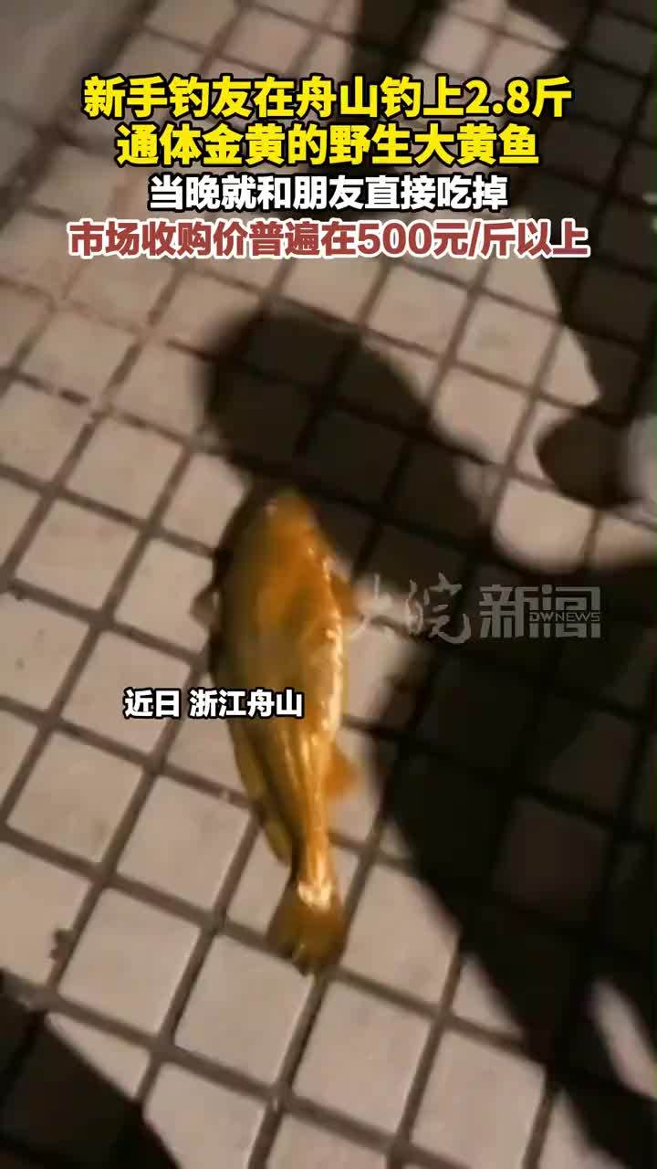 新手钓友在舟山钓上2.8斤 通体金黄的野生大黄鱼 当晚就和朋友直接吃掉 市场收购价普遍在500元/斤以上