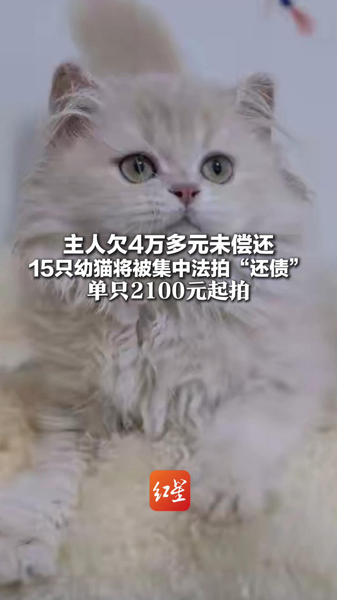 主人欠4万多元未偿还 15只幼猫将被集中法拍“还债” 单只2100元起拍 多为英国长毛猫、短毛猫