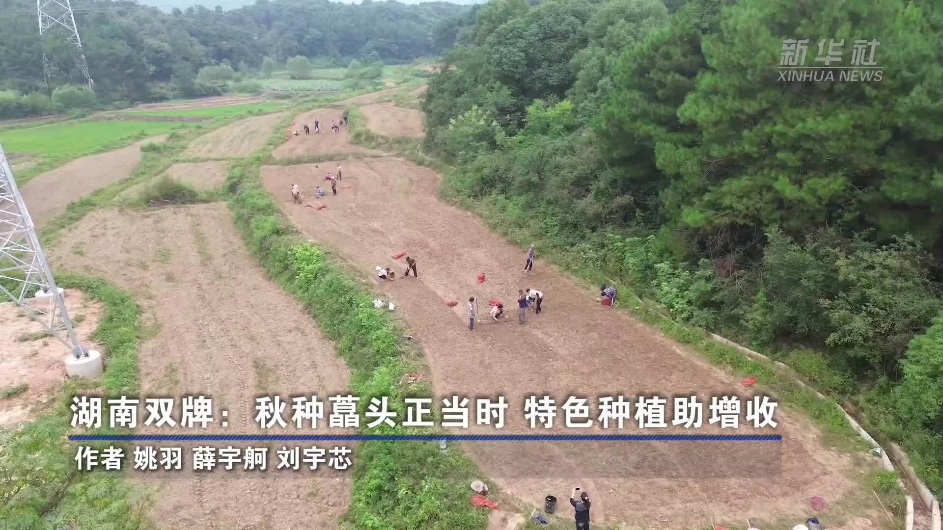 湖南双牌：秋种藠头正当时 特色种植助增收