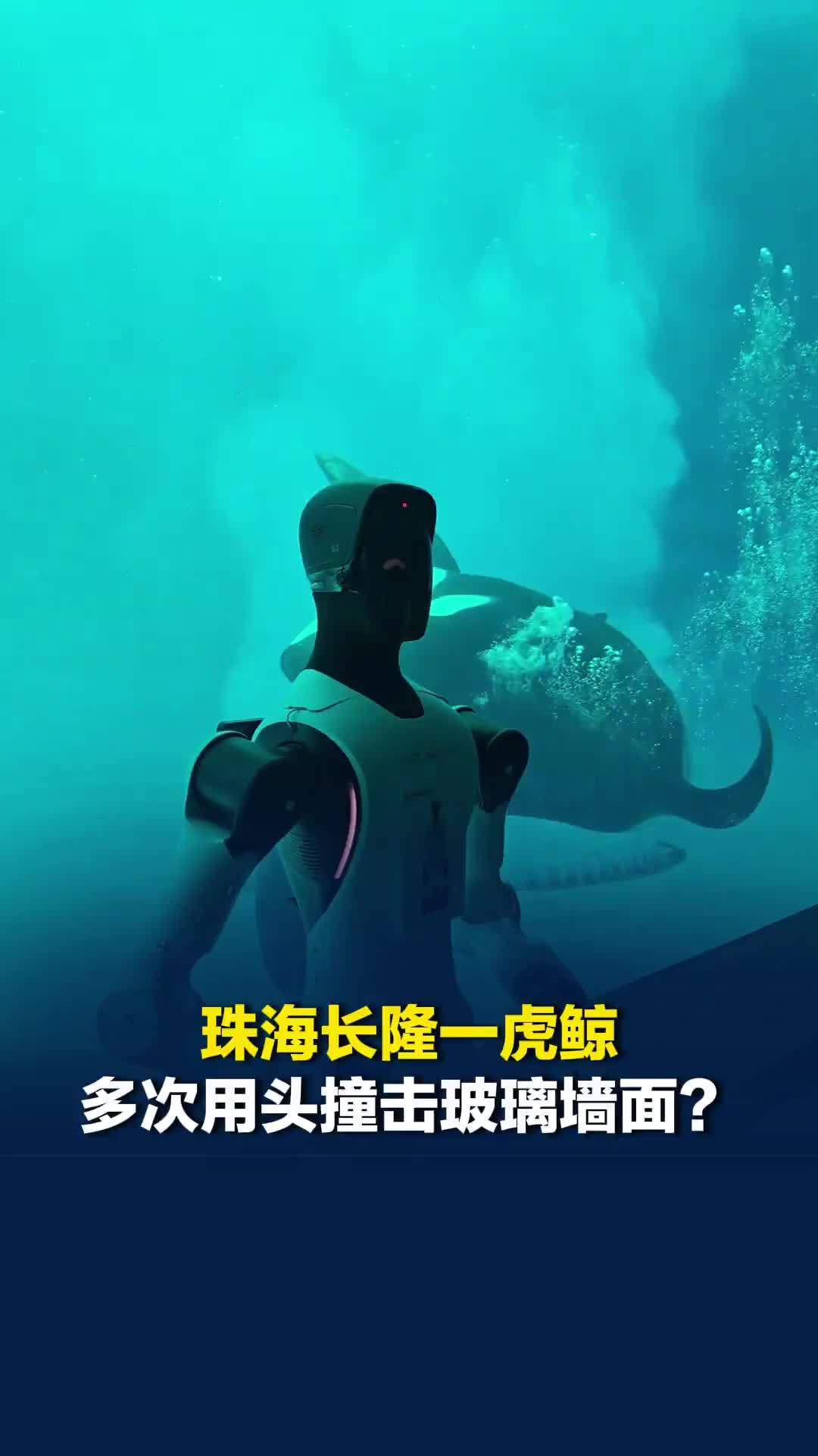 珠海长隆一虎鲸多次用头撞击玻璃墙面？工作人员：保育员和动物专家正在了解虎鲸情况