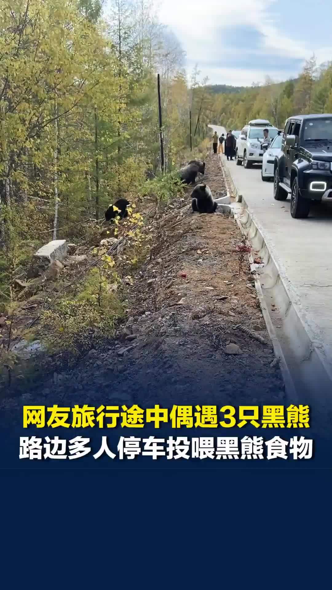 网友旅行途中偶遇3只黑熊，路边多人停车投喂黑熊食物，“野生动物还是要远离”