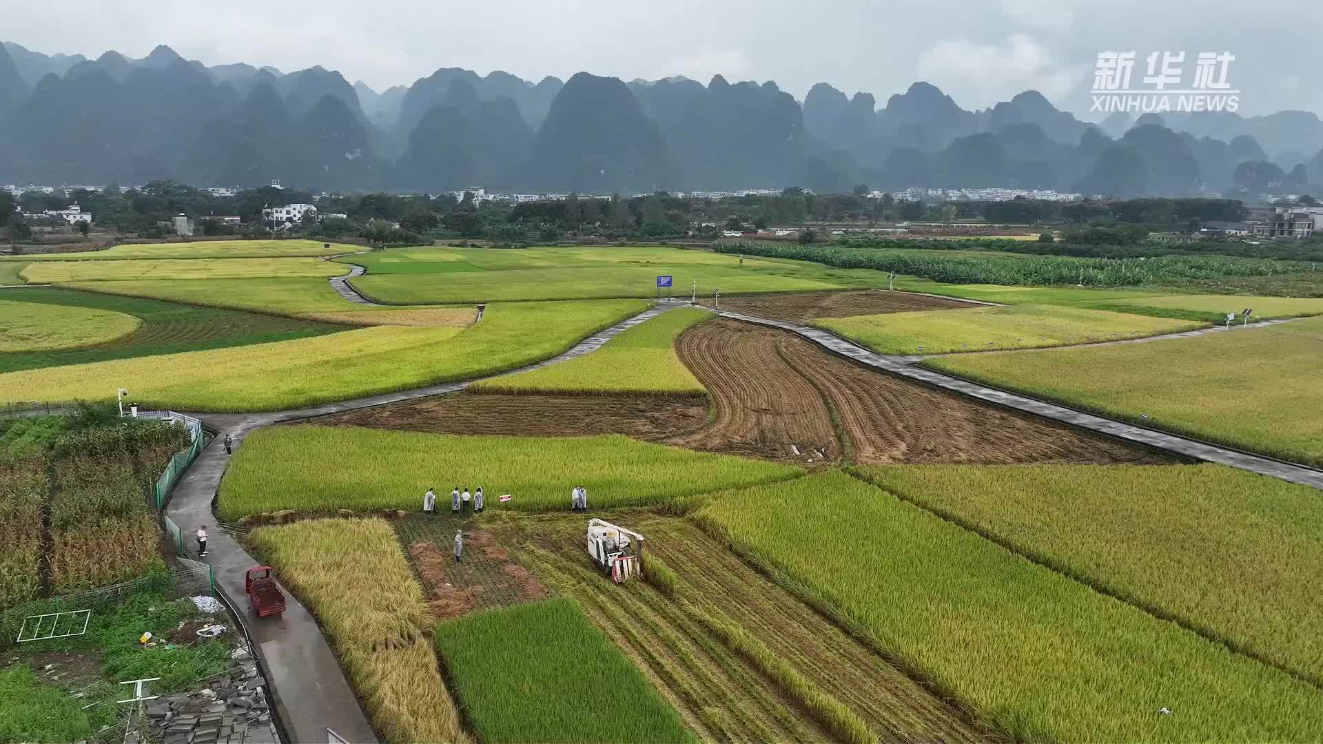 亩产超1000公斤 喀斯特山地水稻交出丰收答卷