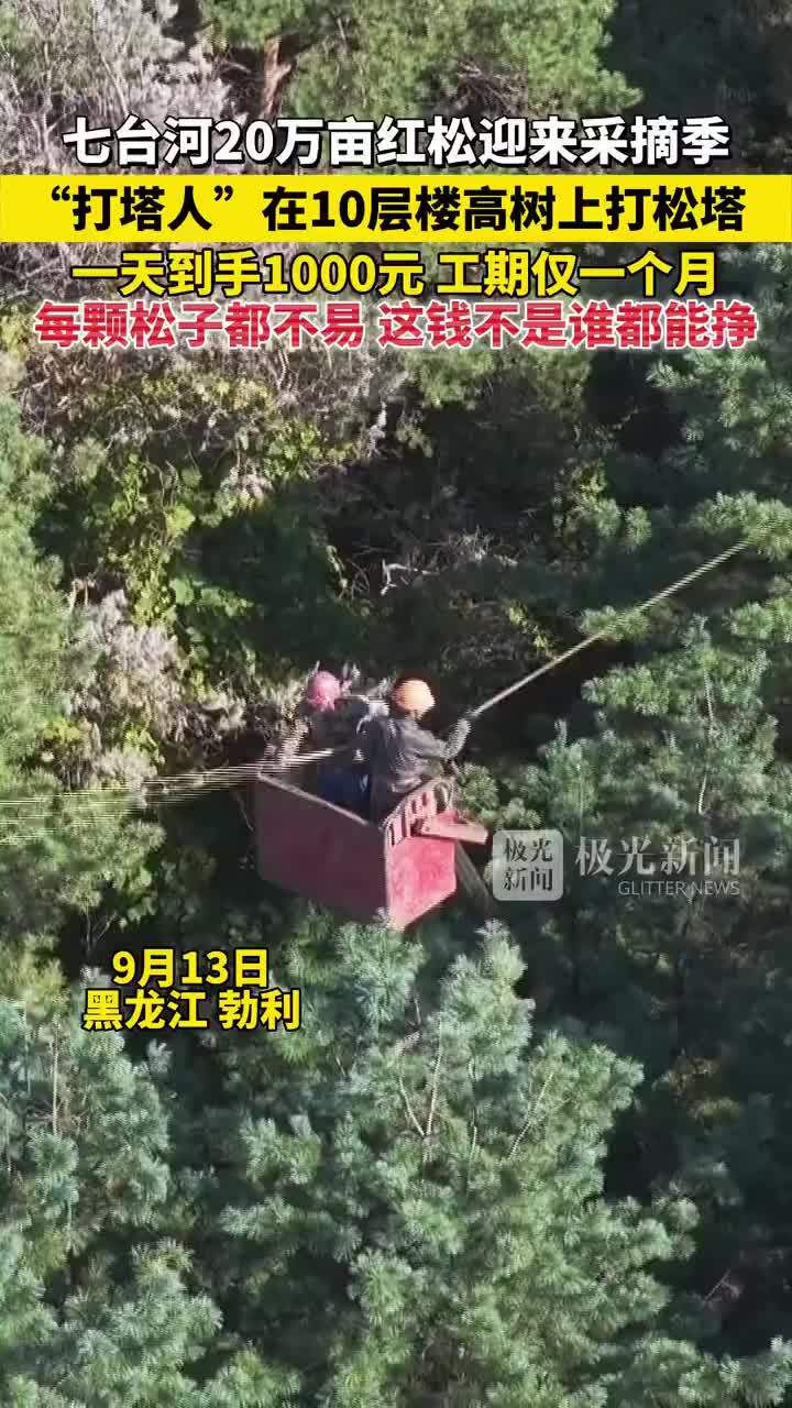 打塔人在10层楼高树上打松塔