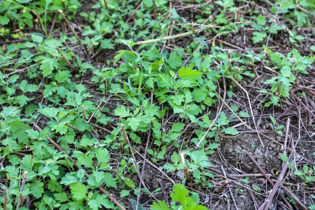 田间艾草植株实拍 光伏板下蓬勃生长的艾草