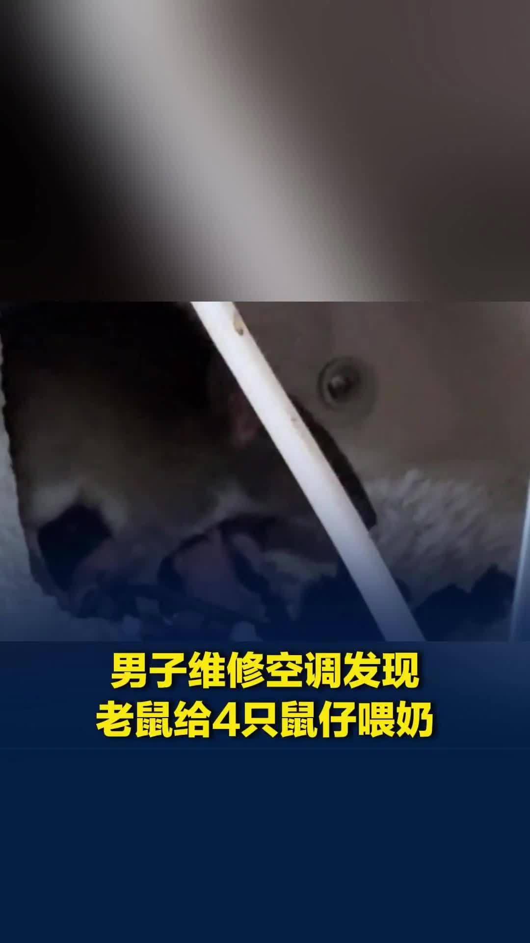 男子维修空调发现线全被咬坏，打开后母鼠正给4只鼠仔喂奶
