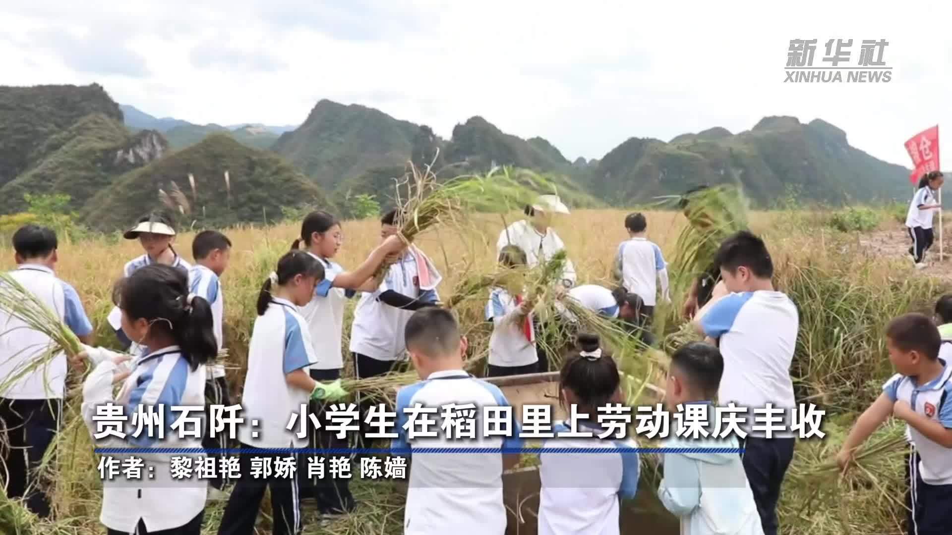 贵州石阡：小学生在稻田里上劳动课庆丰收