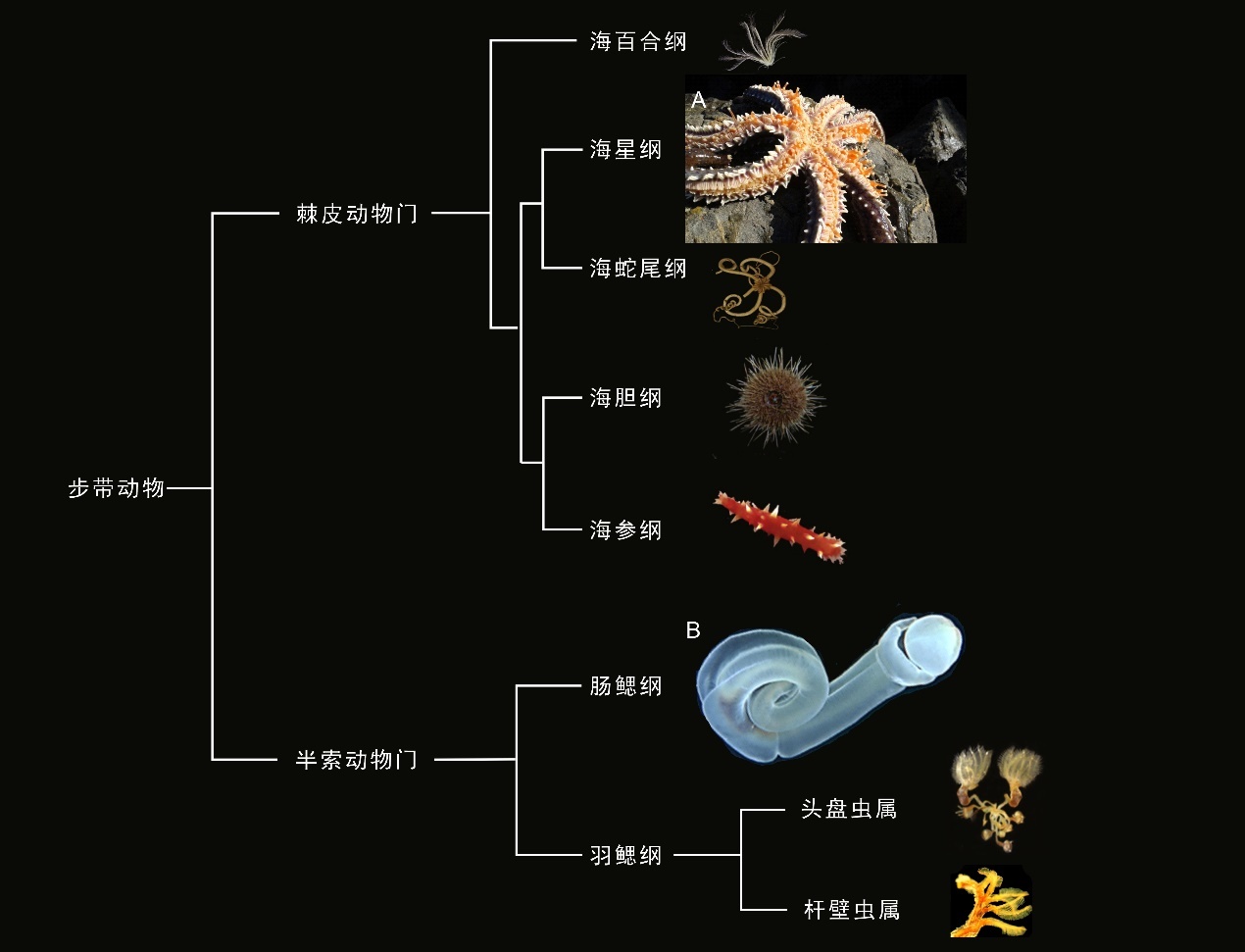 图1:现生步带动物的主要类群(据Cannon et al., 2014; Tassia et al., 2016改)