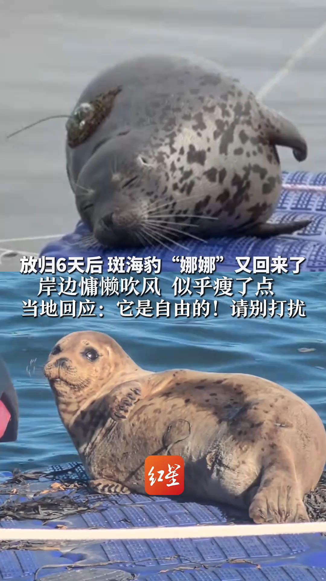 放归6天后 斑海豹“娜娜”又回来了 岸边慵懒吹风 似乎瘦了点 曾被网友称为长海“文旅副局长” 当地回应：它是自由的！请别打扰