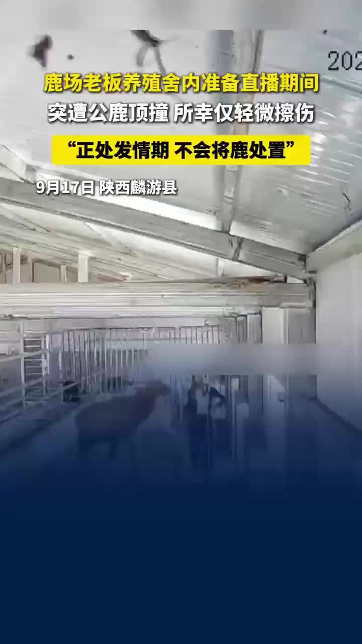 鹿场老板准备直播时突遭公鹿顶撞