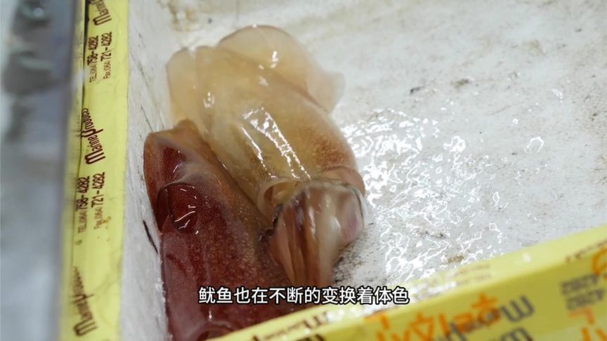 从来没见过这种干净到透明的鱿鱼，刚捕捞上来就被做成鲜美的刺身