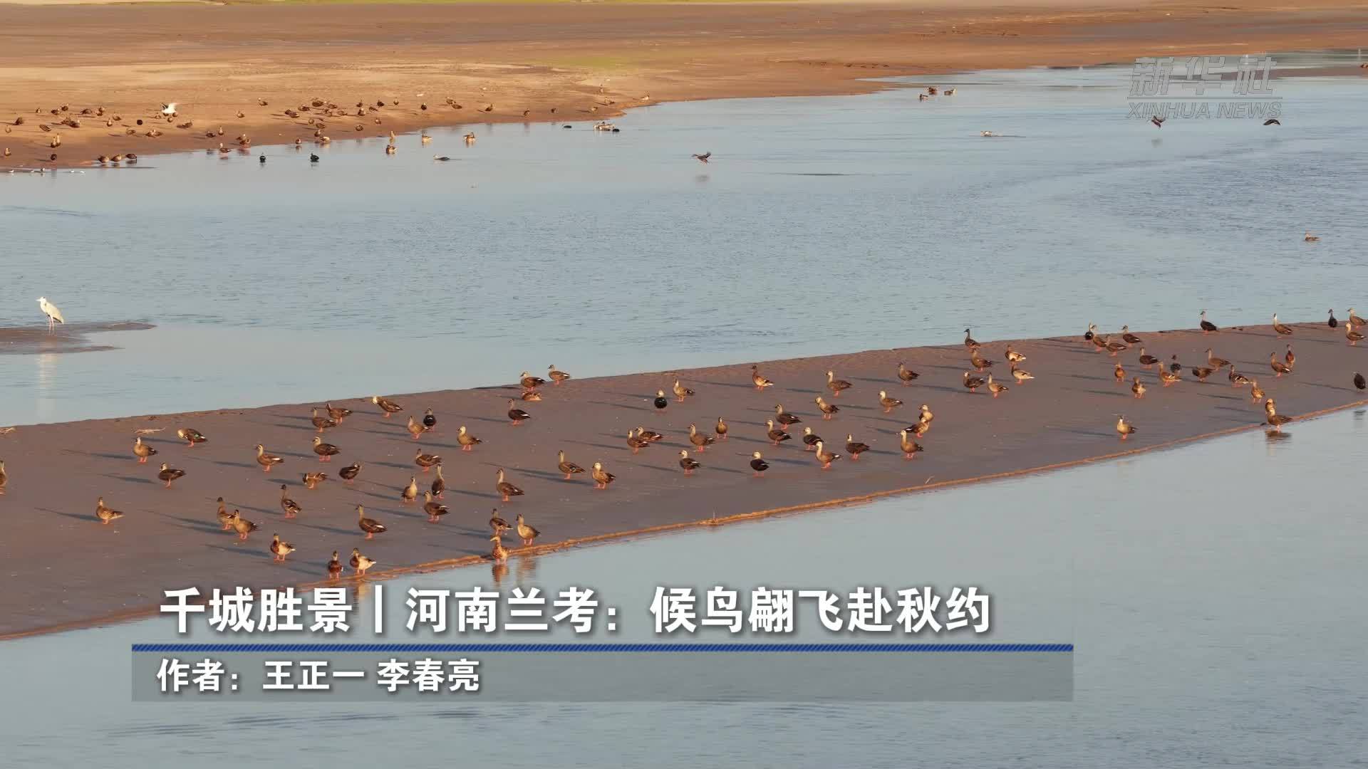 千城胜景｜河南兰考：候鸟翩飞赴秋约