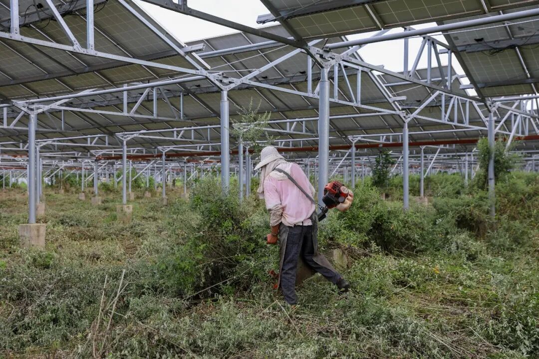 乡村女性在光伏板下收割艾草