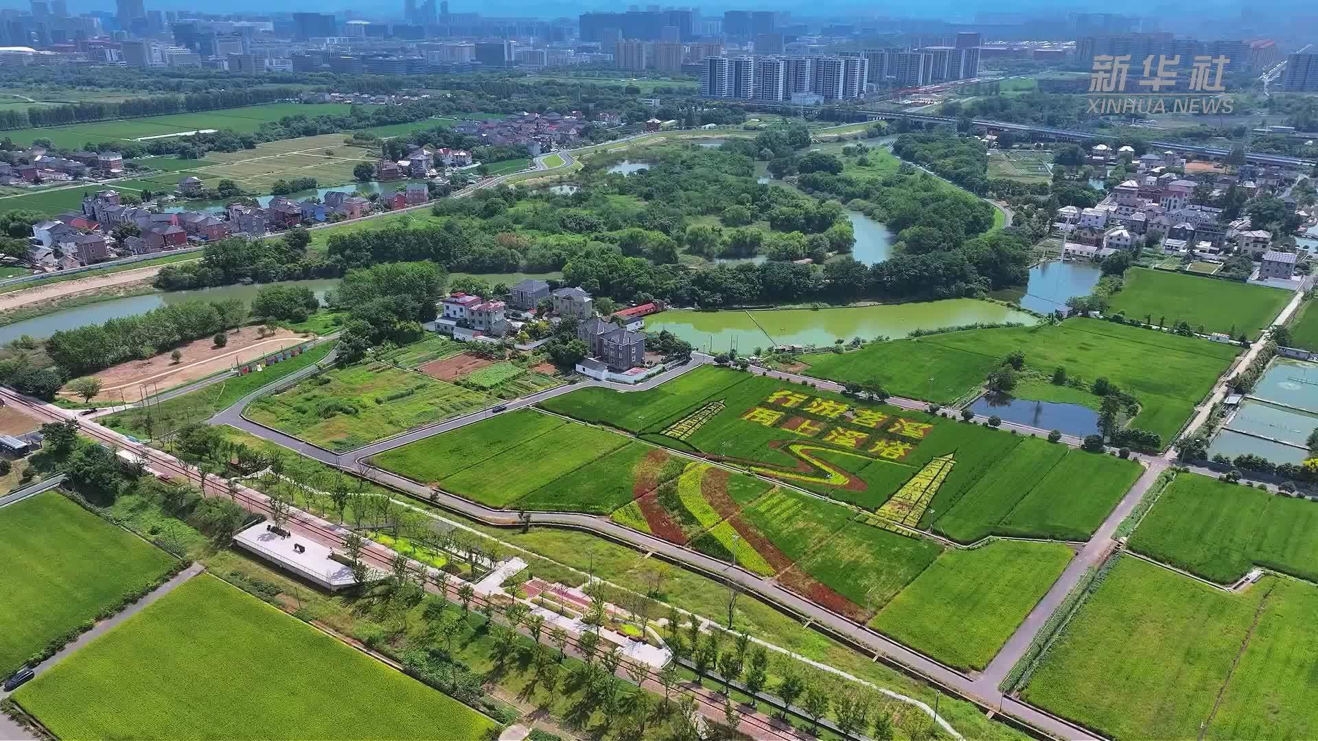 杭州：稻田作画布 大地绘美景