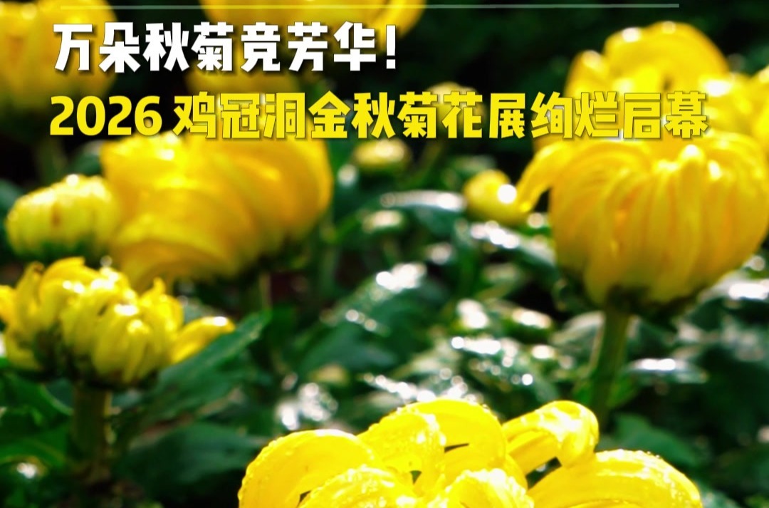 万朵秋菊竞芳华！2026鸡冠洞今秋菊花展绚烂启幕