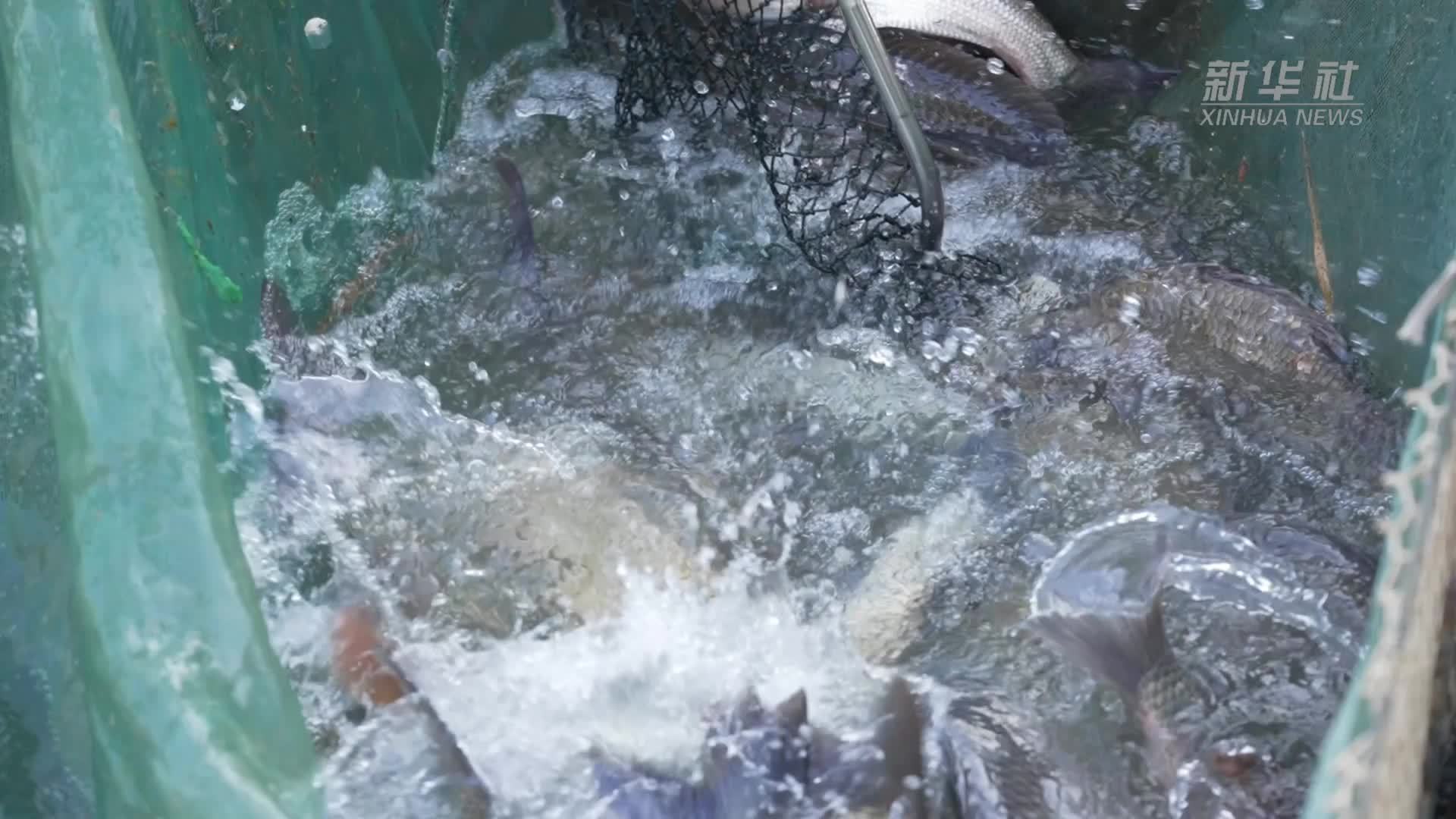 丰收走江淮：皖水漾 渔获肥
