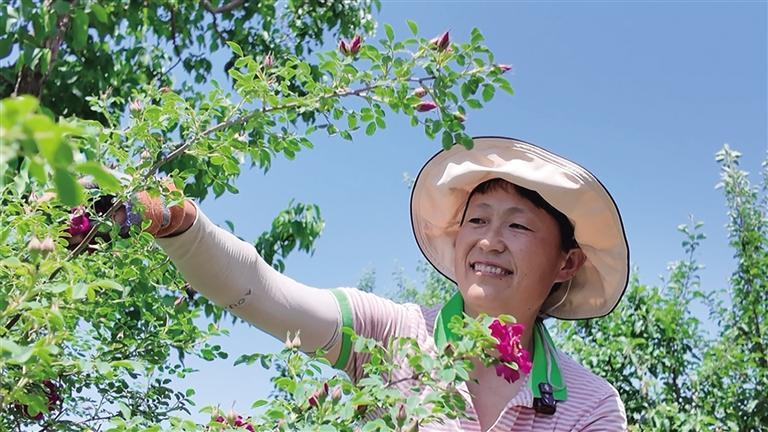 花农在采摘玫瑰