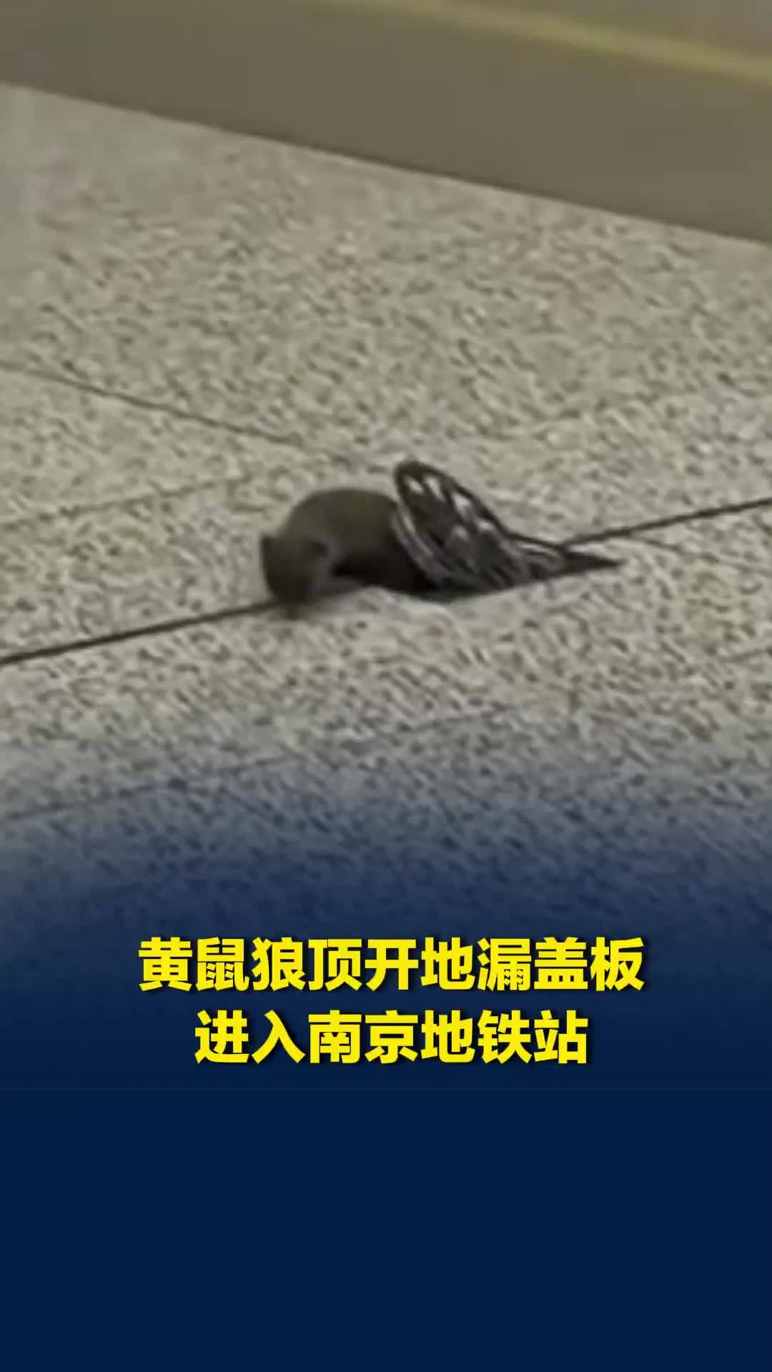 黄鼠狼顶开地漏盖板进入南京地铁站，地铁：经地下管网进入，已初步整改