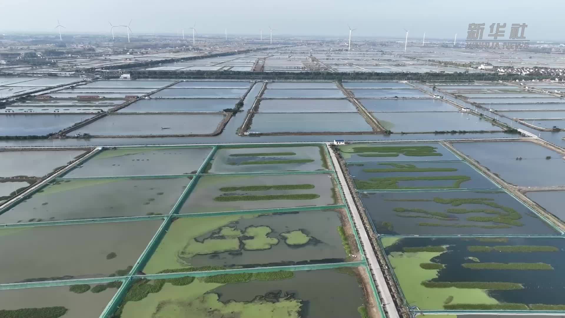 江苏多地大闸蟹捕捞供应“双节”市场