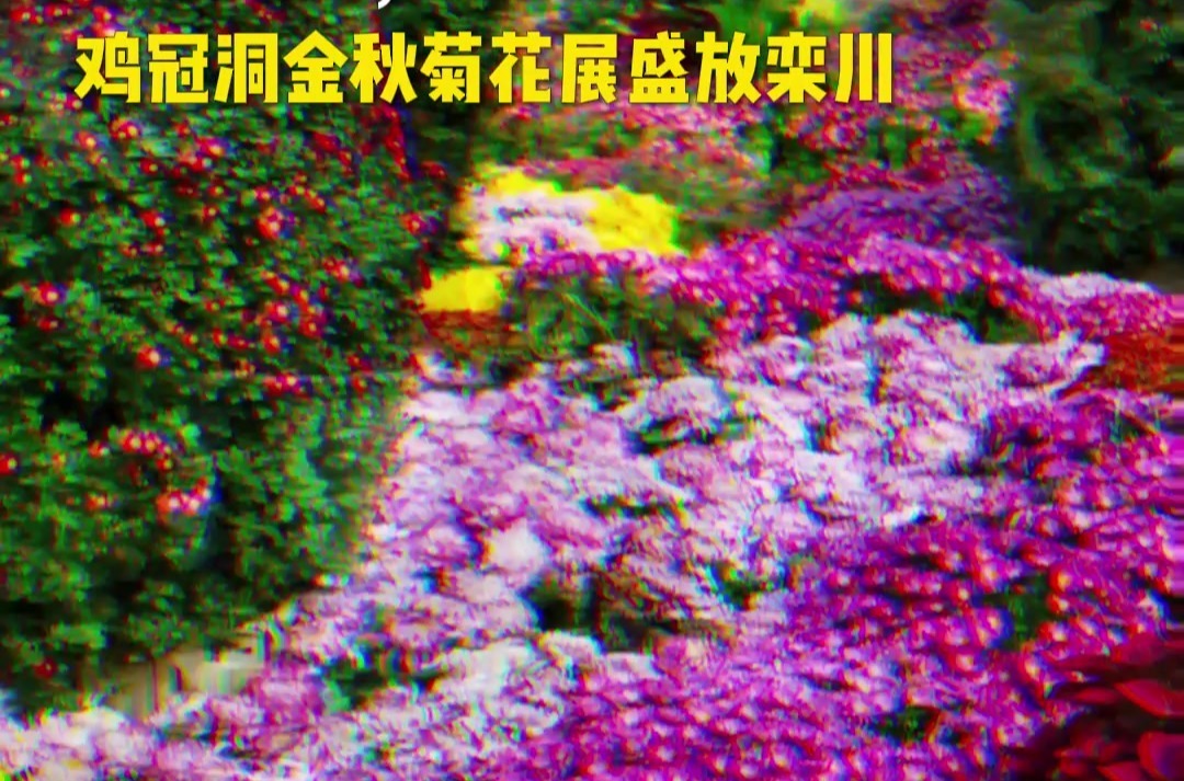 秋染栾川，菊韵飘香！鸡冠洞今秋菊花展盛放栾川