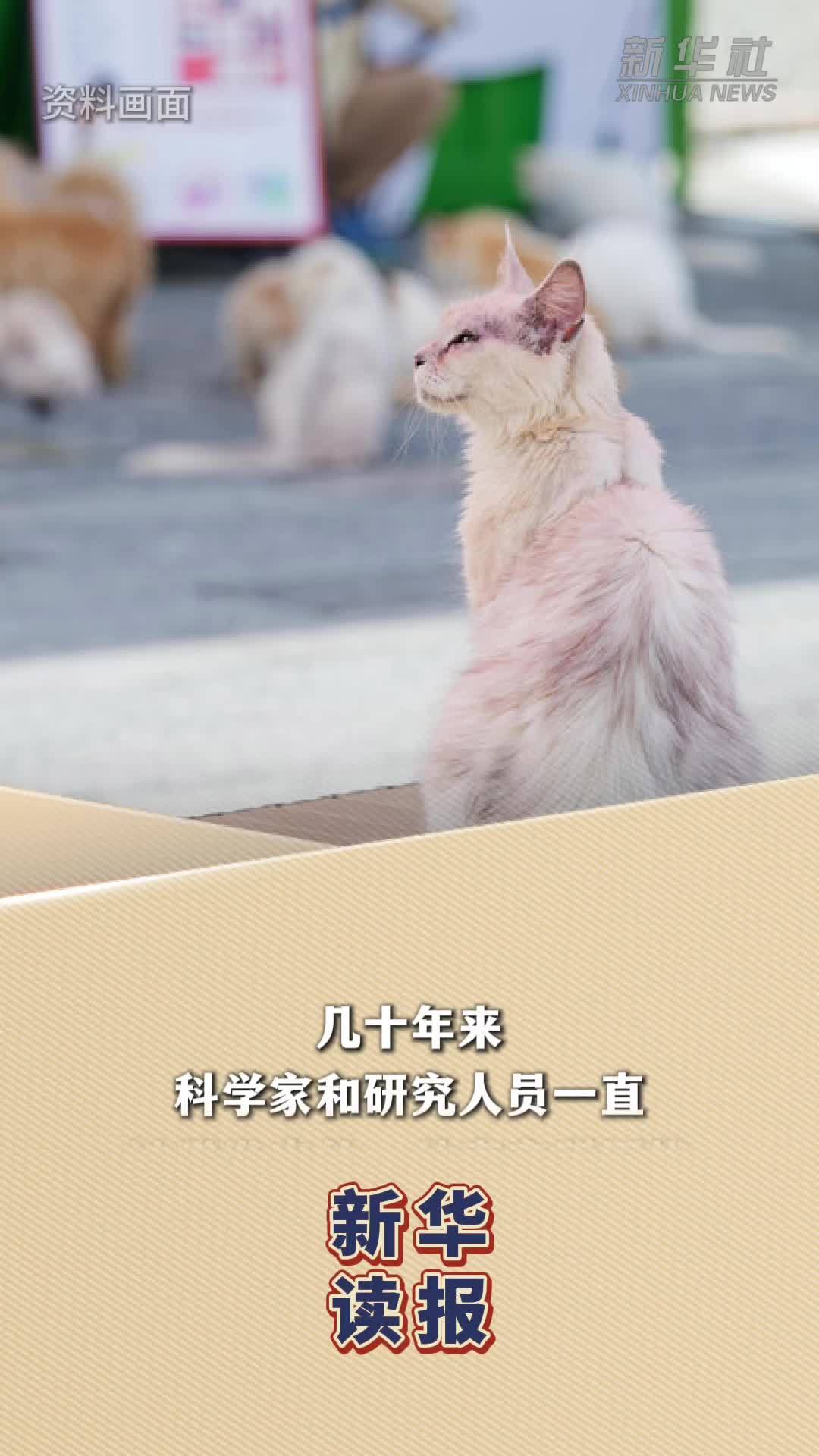 新华读报｜喵喵叫：猫与人类交流的专用“语言”