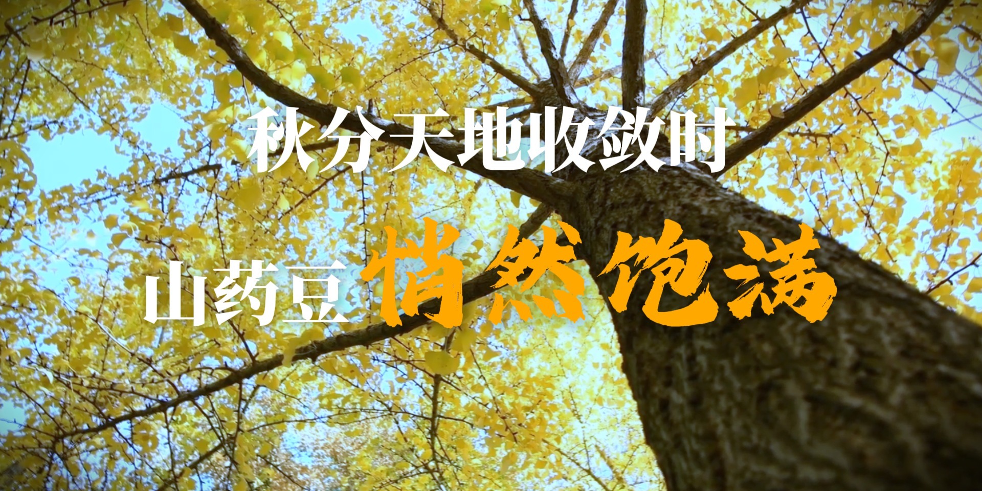 秋分天地收敛时，山药豆悄然饱满