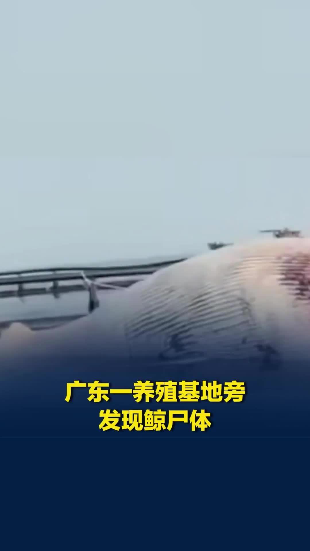 广东遂溪县海域发现鲸尸体，知情人称有数米长，已死亡较长时间